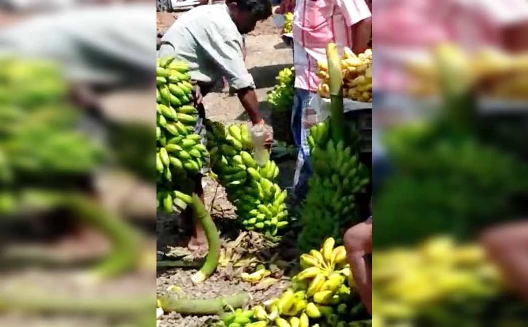 chemicals are being used in banana for ripening 